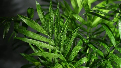 Chamedorea palm tree in the rain with raindrops on leaves. Light, sun, shadow Stock Footage 165478222