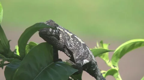Chameleon-01 Stock Footage 8606988