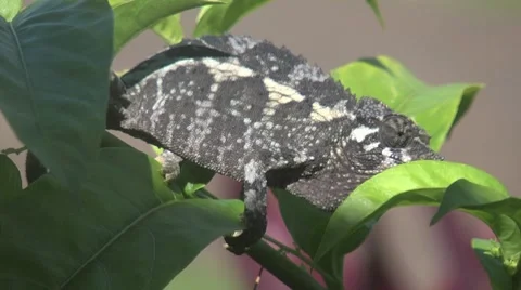 Chameleon-02 Stock Footage 8607235