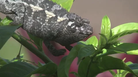 Chameleon-03 Stock Footage 8607210