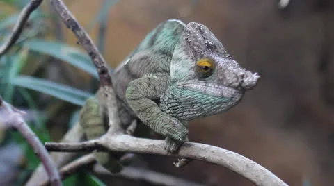 Chameleon 1080p.mp4 Stockbeeldmateriaal 23205294