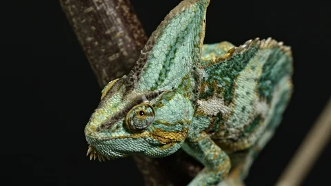 Chameleon from above looking into the Camera Stock Footage 120909732