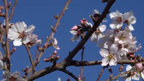 Chameleon among flowers Stock Footage 105318708