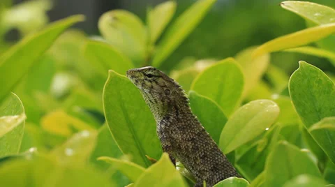 Chameleon and leaf Stock Footage 39094615