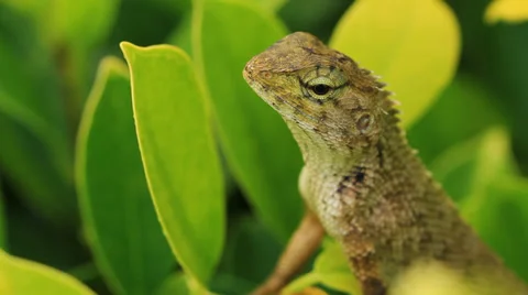 Chameleon and leaf Stock Footage 39095765