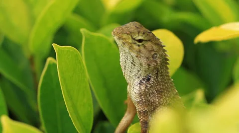 Chameleon and leaf Stock Footage 39097410