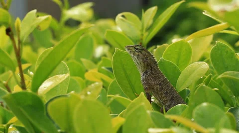 Chameleon and leaf Stock Footage 39099204
