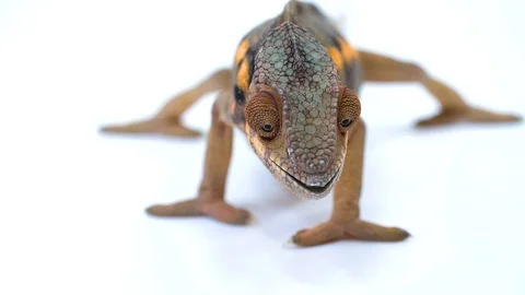 Chameleon approaches and eats mealworm on white background Stock-Footage 91826638