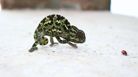 Chameleon Approaches Ladybug on Stone Surface in Cyprus Stock Footage 311428055