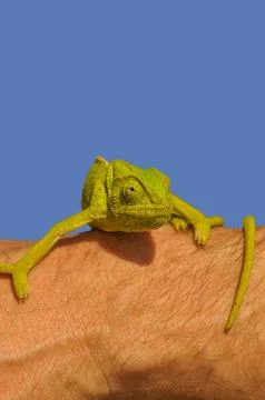 Chameleon on the arm 스톡 사진