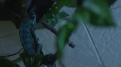 Chameleon B Roll 1 Stock Footage 25204141