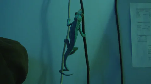 Chameleon B Roll 2 Stock Footage 25204623