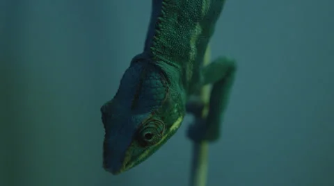 Chameleon B Roll 3 Stock Footage 25205096