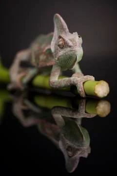 Chameleon on bamboo on a black background Free Stock Photos