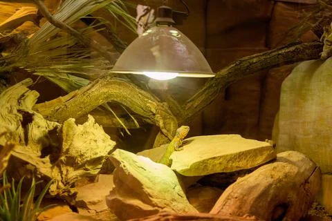 Chameleon basking under the lamp Stock Photos