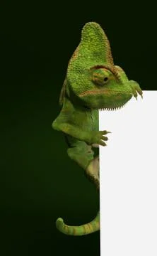 Chameleon behind blank wall Stock Illustration