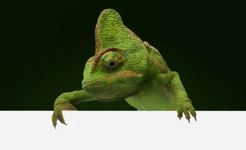 Chameleon behind blank wall Stock Illustration