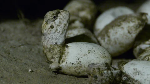 Chameleon birth Stock Footage 35370016