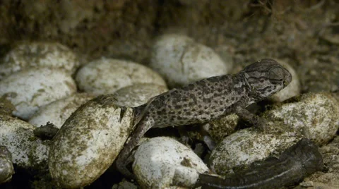 Chameleon birth Stock Footage 35370301