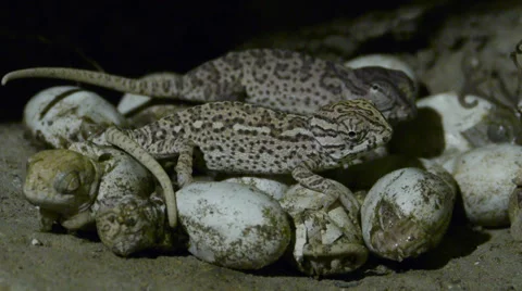 Chameleon birth Stock Footage 35370511
