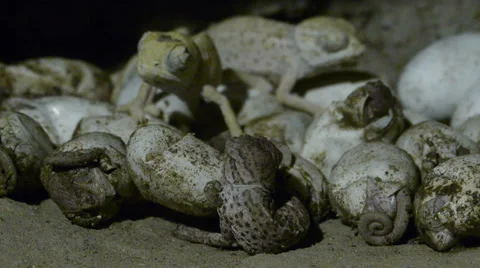 Chameleon birth Stock Footage 35372169