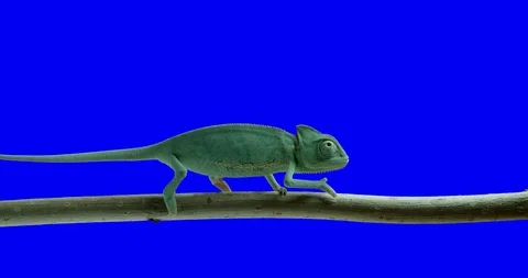 Chameleon Blue Screen Vidéo 123267285
