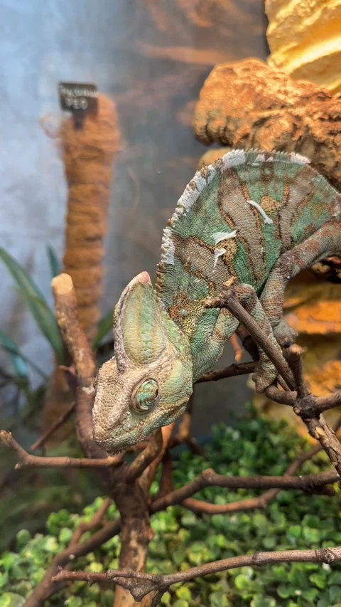 Chameleon on a branch close-up Stock Footage 239228640