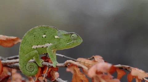Chameleon on branch 스톡 동영상 50359563