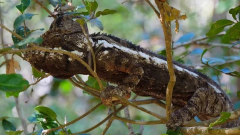 Chameleon on a branch Stock Footage 88567742