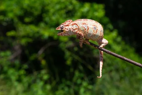 A chameleon on a branch with green leaves Stock Photos