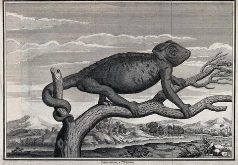 A chameleon on a branch with landscape background. Etching. 스톡 일러스트