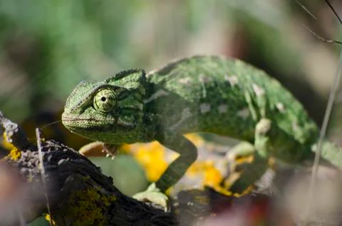 A chameleon on a branch. Stock Photos