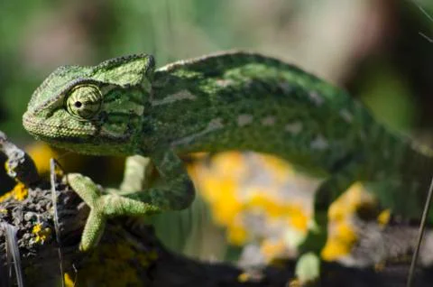 A chameleon on a branch. Stock Photos