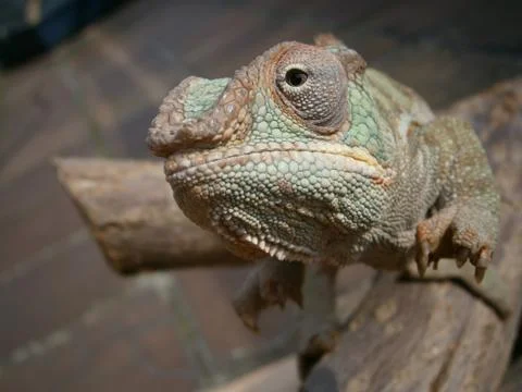 Chameleon on a branch Stock Photos