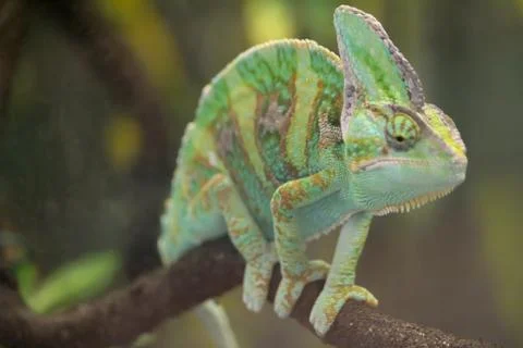 Chameleon on branch Stock Photos