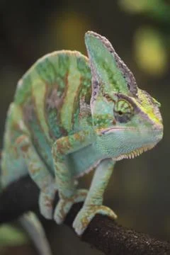 Chameleon on branch Stock Photos