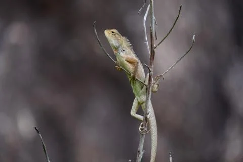 A chameleon on a branch Stock Photos