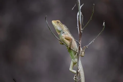 A chameleon on a branch Stock Photos