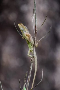 A chameleon on a branch Stock Photos