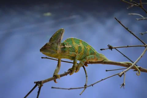 Chameleon on a branch Stock Photos