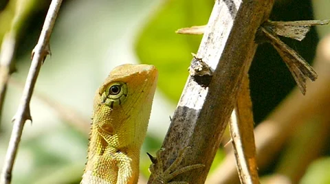 Chameleon on branch in rain forest. Stock Footage 54246501