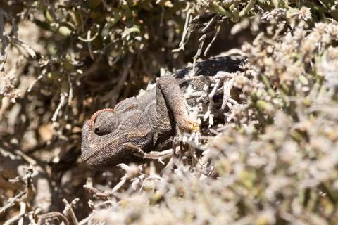 Chameleon in bush. Stock Photos