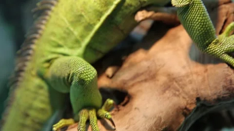 Chameleon in the cage 10 Stock Footage 316708801