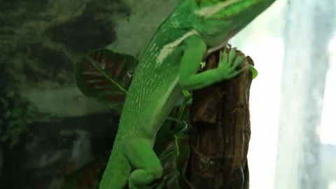 Chameleon in the cage 11 Video stock 316708803