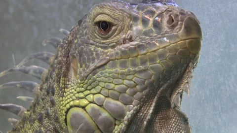 Chameleon in the cage 4 Stock Footage 316708766