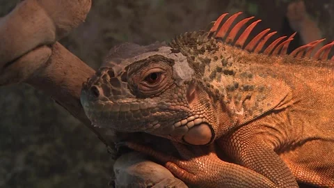 Chameleon in the cage 7 Stock Footage 316708775