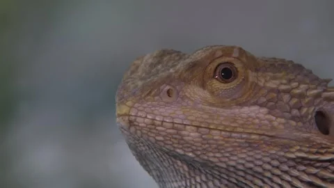 Chameleon in the cage 8 Stock Footage 316708782