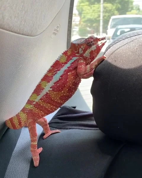 Chameleon in Car Stock Footage 150404464