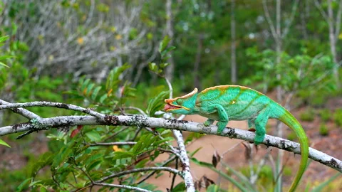 A chameleon catches an insect Stock Footage 242459392