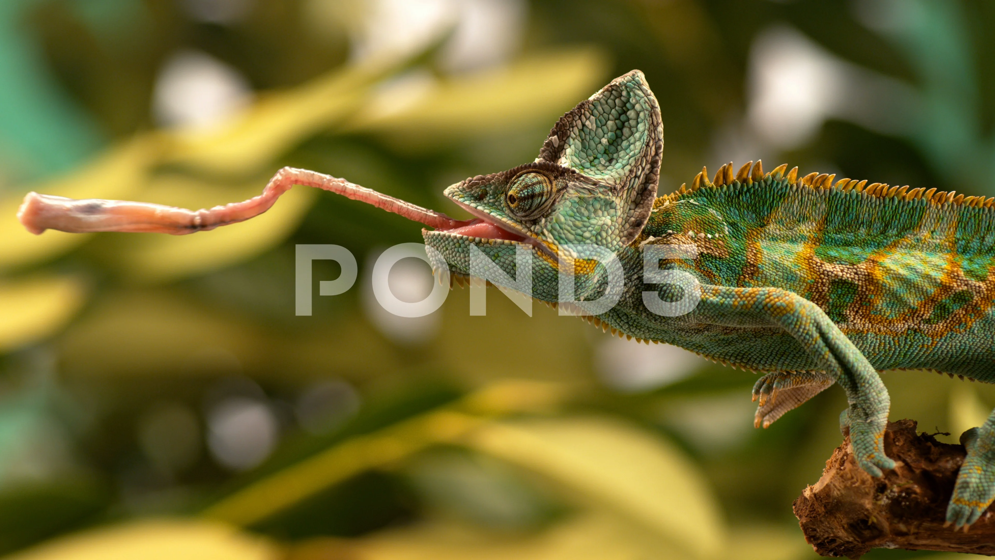 chameleon tongue